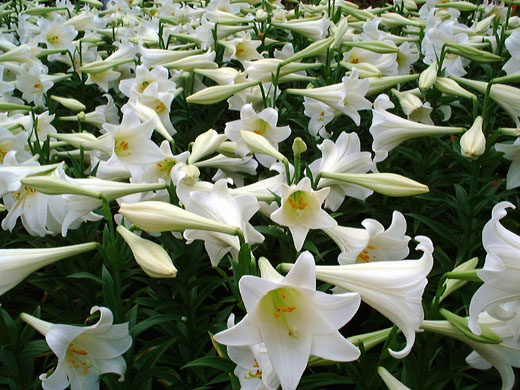 Trumpet lily