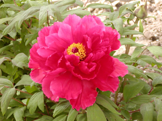 Tree peony