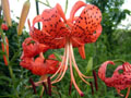 Tiger lily