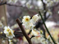 Ume apricot