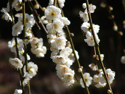 Ume apricot