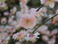 Ume apricot