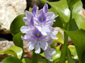 Water hyacinth