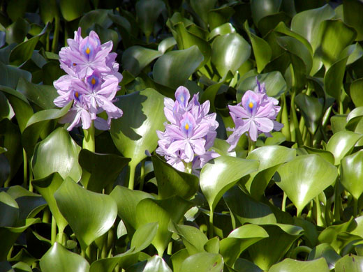 Water hyacinth