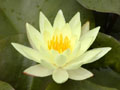 Water lily