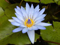 Water lily