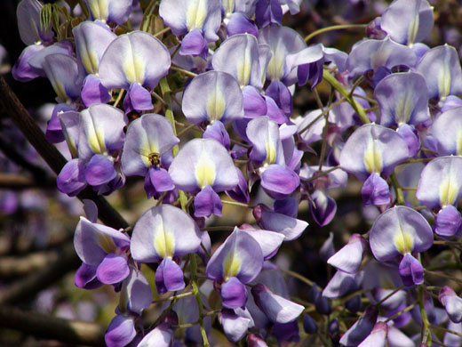 Wisteria