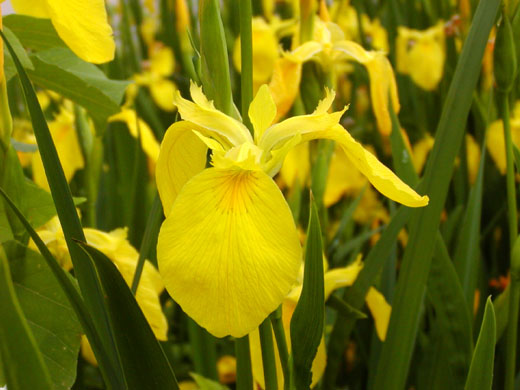 Yellow iris