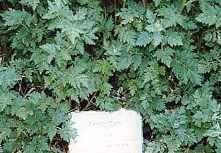 フィーバーフュー（フィーバーヒュー、夏白菊、ナツシロギク、マトリカリア、フランス小菊、ワイルドカモミール）の葉の写真（画像）