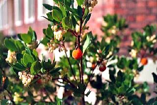 サウスガーデンで見つけたかわいらしい植物