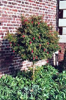 サウスガーデンで見つけた珍しい植物