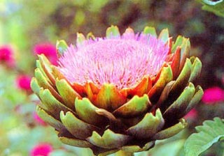 アーティチョーク（アーティーチョーク、朝鮮アザミ、チョウセンアザミ）の花の写真（画像）