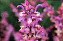 クラリセージ(クラリーセージ、クラリーセイジ、クラリセイジ、オニサルビア、サルビアスクラレア)の花の写真(画像)