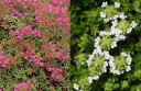 クリーピングタイム（ワイルドタイム）の赤花、白花の写真（画像）