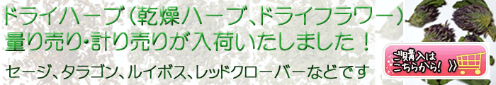hCn[uin[uAhCt[jʂ蔄Ev蔄肪ׂ܂Iw͂炩I