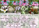 【ハーブティー(ハーブ茶、お茶)】エキナセアティー(パープルコーンフラワー、ムラサキバレンギク)の商品写真(画像)
