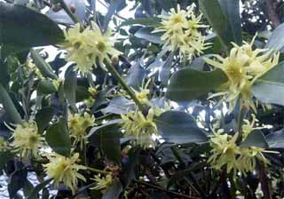 樒(シキミ、ハナノキ、ハナシバ)の花の写真(画像)