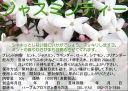 【ハーブティー(ハーブ茶、お茶)】ジャスミン茶(ジャスミンティー)の商品写真(画像)
