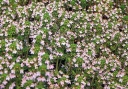 ラベンダータイムの花の写真（画像）