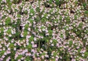 ラベンダータイムの花の写真(画像)