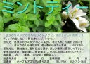 【ハーブティー(ハーブ茶、お茶)】ミントティーの商品写真(画像)