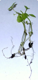 ハーブの種子(たね)のまき方(蒔き方)6の写真(画像)
