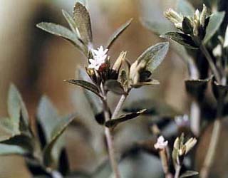 サマーセイボリー（サマーサボリー、キダチハッカ）の花の写真（画像）