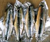 �T���}�^��p�b�N