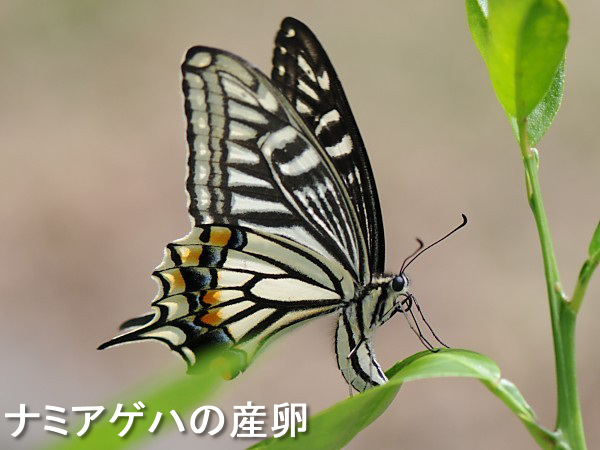 北海道のアゲハチョウ Papilio In Hokkaido その生態と飼育方法について