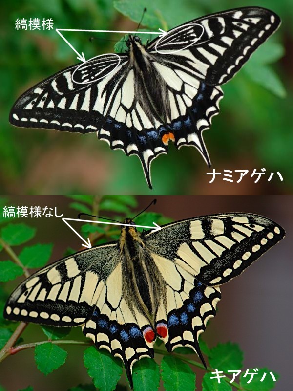 北海道のアゲハチョウ Papilio In Hokkaido その生態と飼育方法について