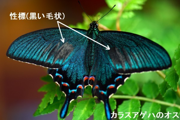 北海道のアゲハチョウ Papilio In Hokkaido その生態と飼育方法について