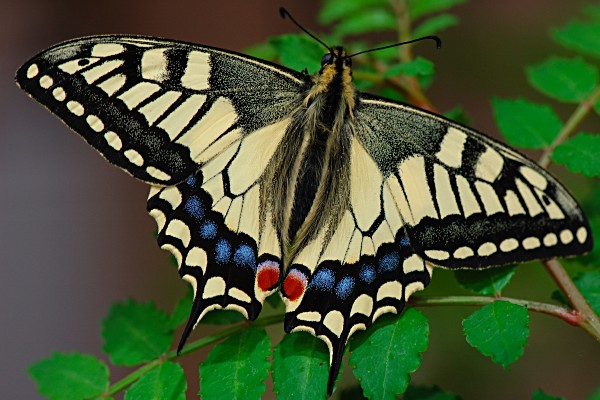 北海道のアゲハチョウ Papilio In Hokkaido その生態と飼育方法について