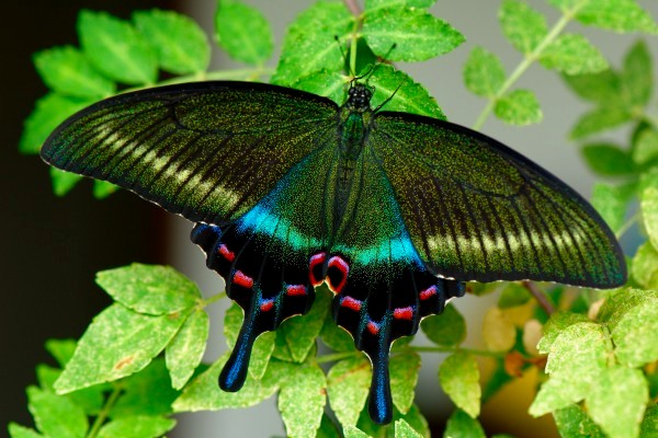 北海道のアゲハチョウ Papilio In Hokkaido その生態と飼育方法について