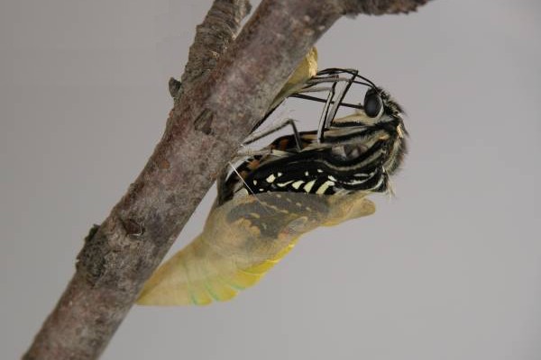 北海道のアゲハチョウ ナミアゲハ