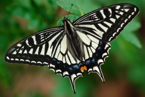 北海道のアゲハチョウ Papilio In Hokkaido その生態と飼育方法について