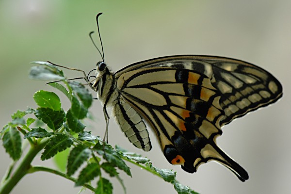 北海道のアゲハチョウ Papilio In Hokkaido その生態と飼育方法について