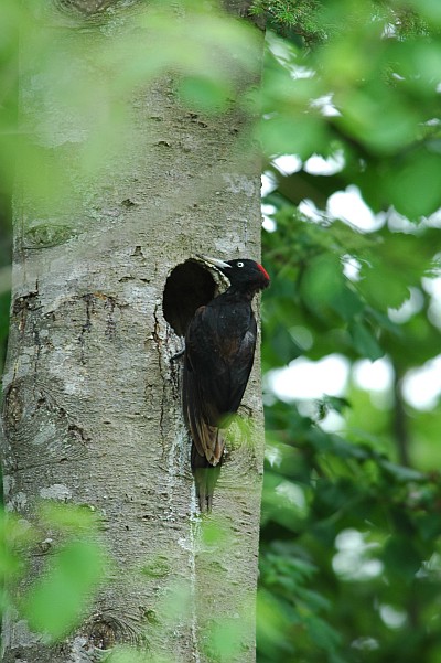 �k�̑�n�̒�����