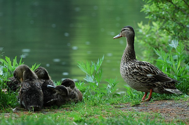 �k�̑�n�̒�����