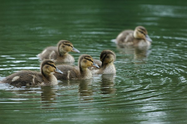 �k�̑�n�̒�����