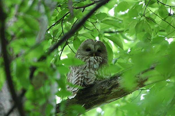 �k�̑�n�̒�����