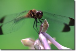 Dragonfly