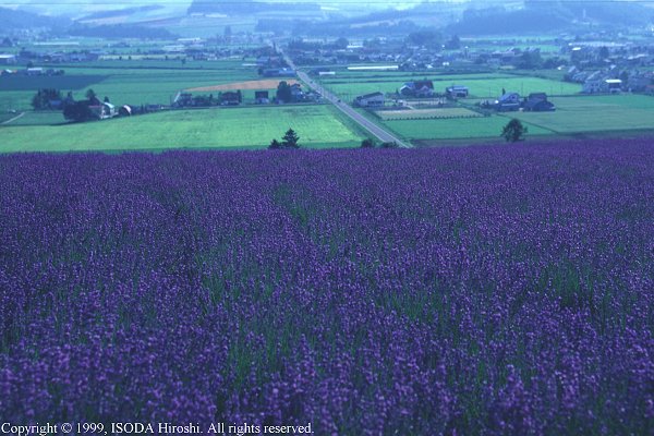 ���̏o���������x�ǖ쒬��]��