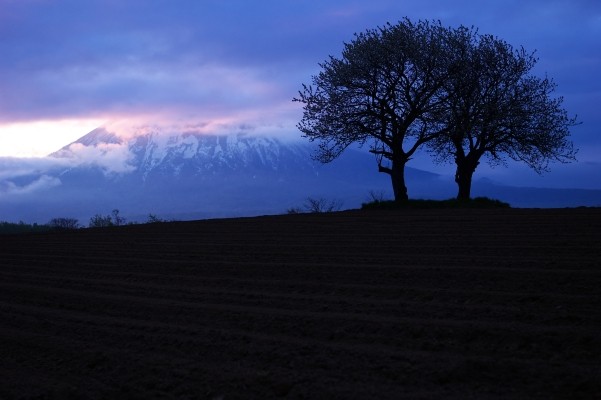 �j�Z�R�̏t 2005