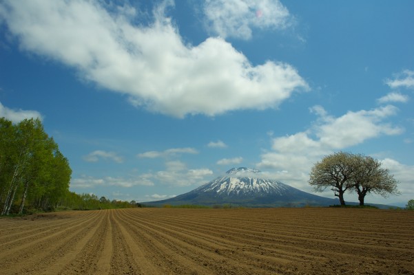 �j�Z�R�̏t 2005