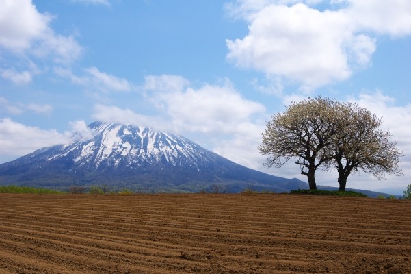 �j�Z�R�̏t 2005