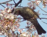 jpg 桜に鳥