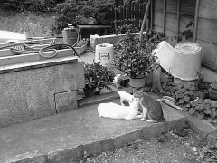 Cat in temple