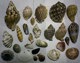 small image of large shells