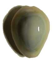 $B%O%J%S%i%@%+%i(B Cypraea annulus