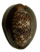 $B%O%J%^%k%f%-(B Cypraea caputserpentis